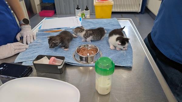 SPCA kittens on vet table