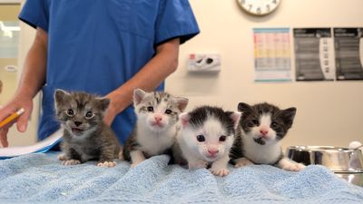 World Spay Day: Make a difference through desexing