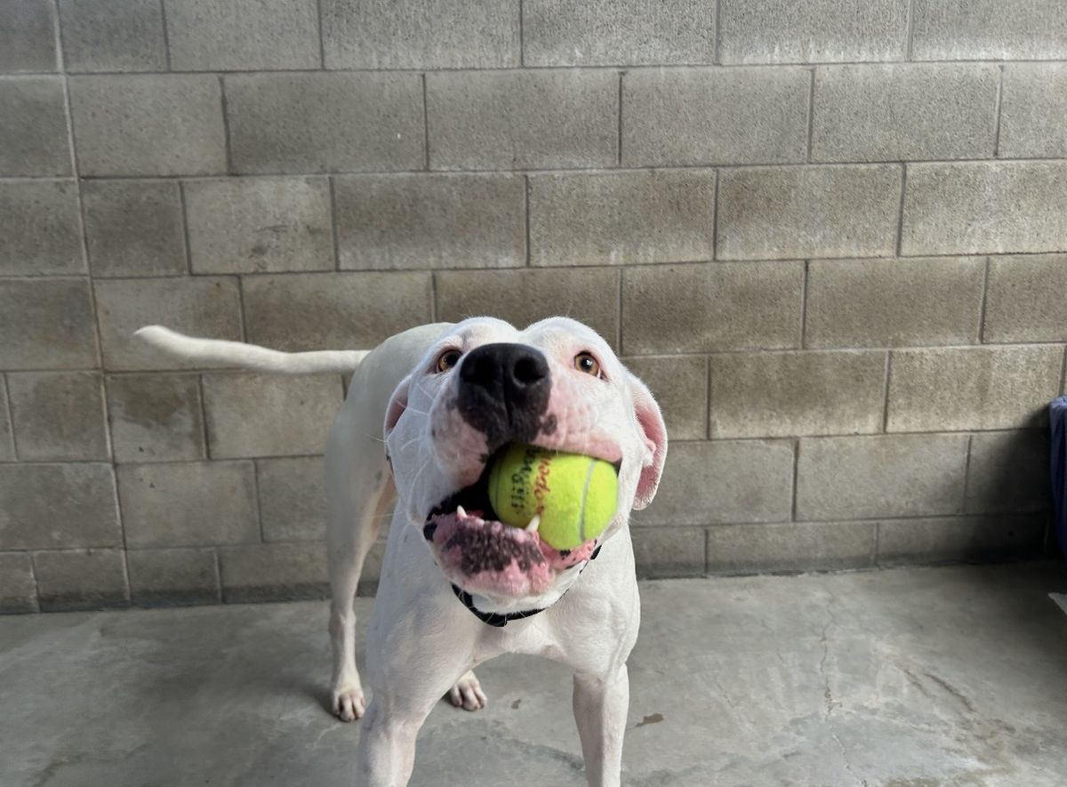 Gallery image: Cooper