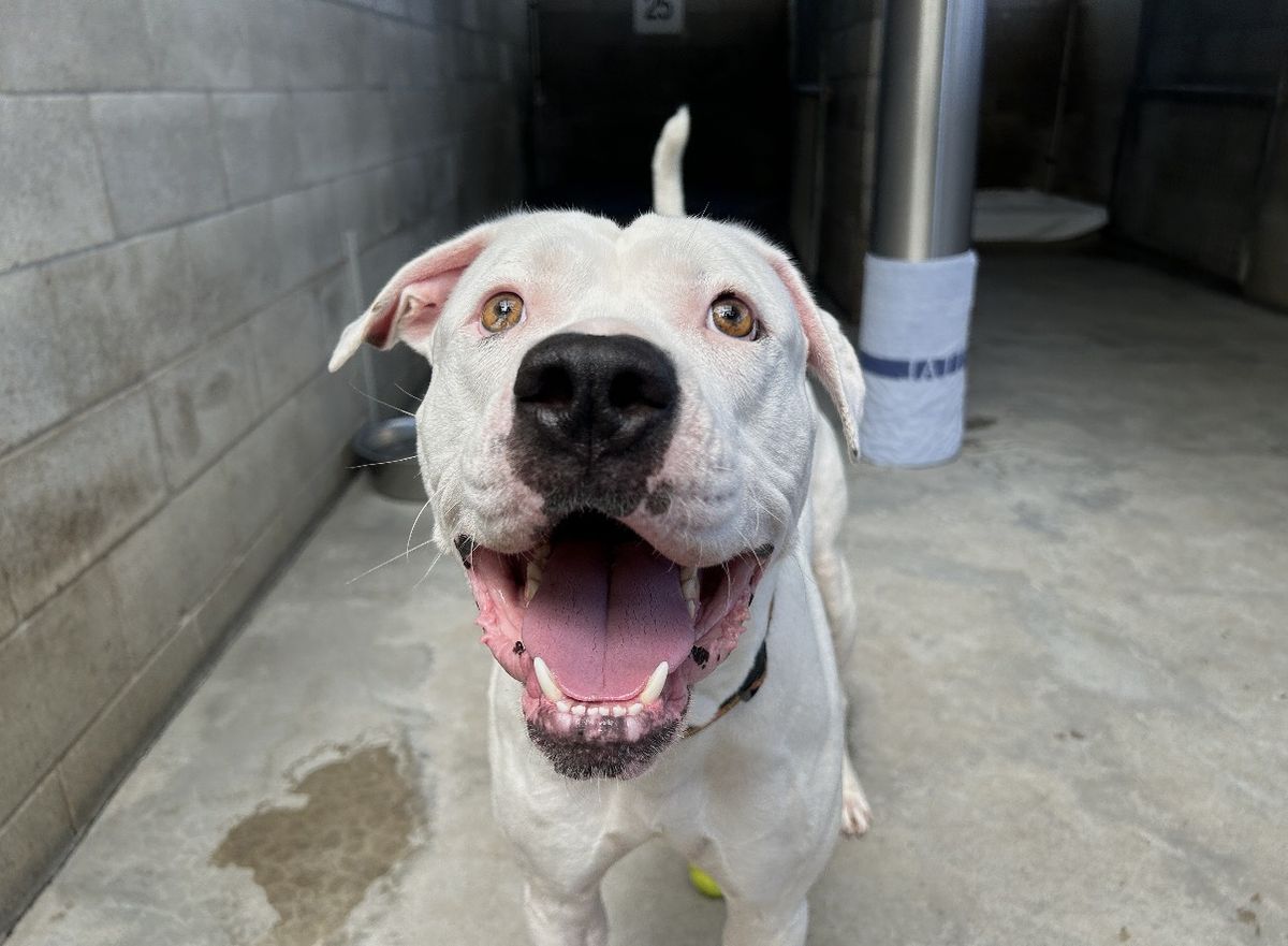 Gallery image: Cooper