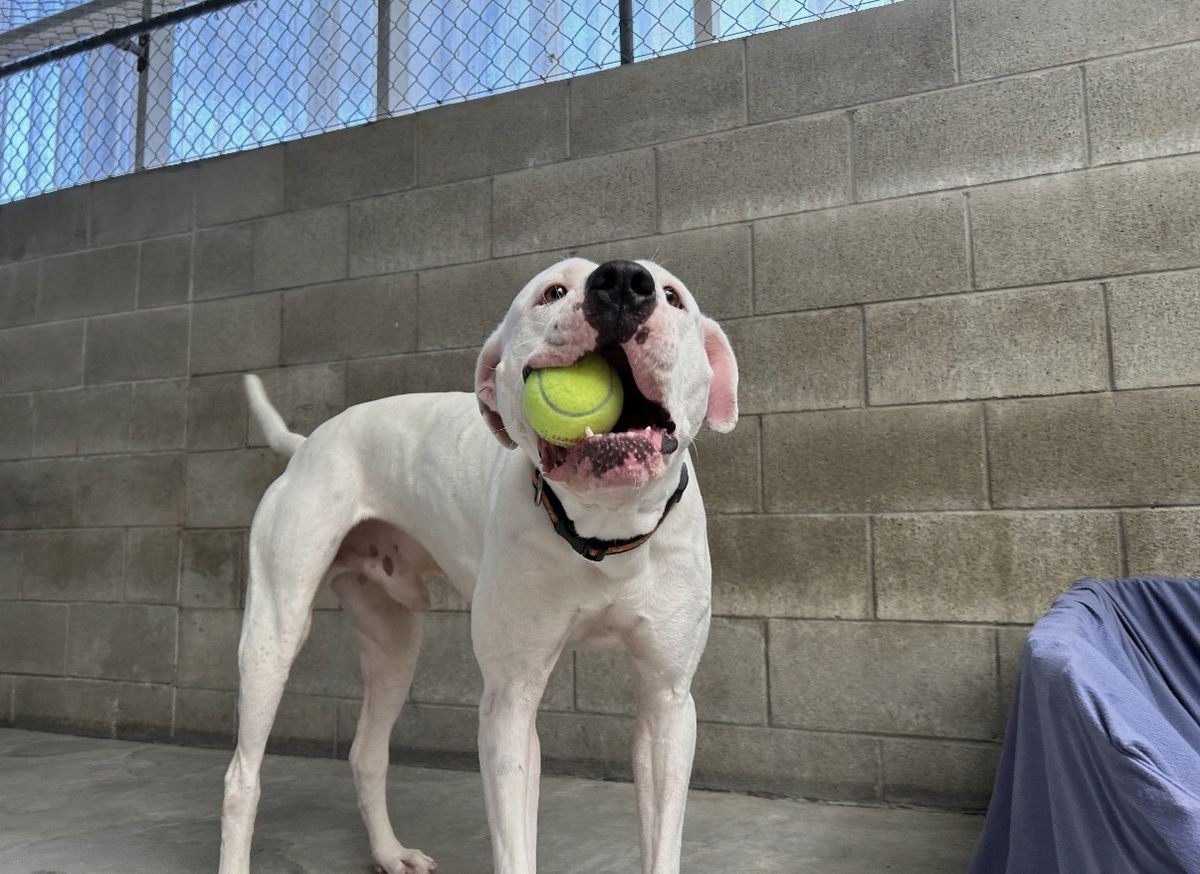 Gallery image: Cooper