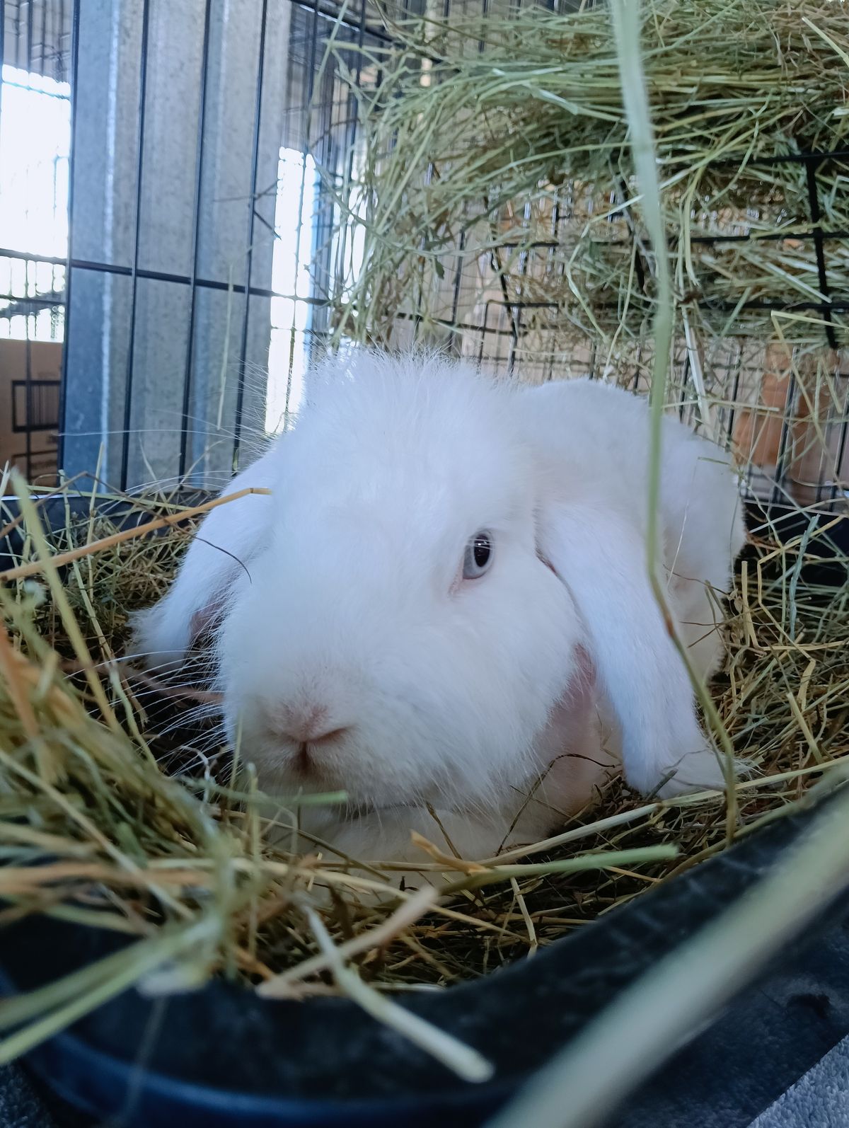 Gallery image: Cressida