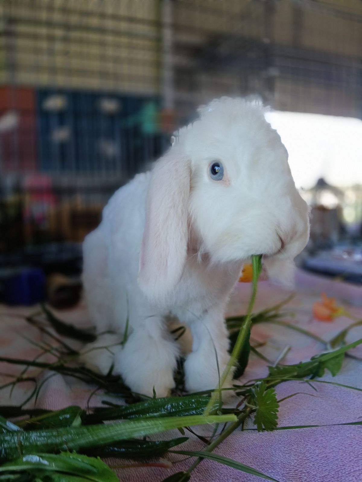 Gallery image: Cressida