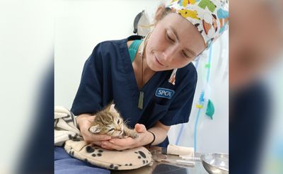 From rescued to rehomed: The Amazing Maurice