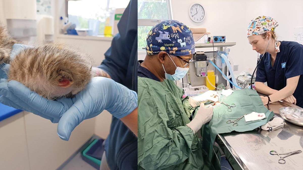 Left image: A small kitten's leg injury. Right image: Two vets working at a surgical table.