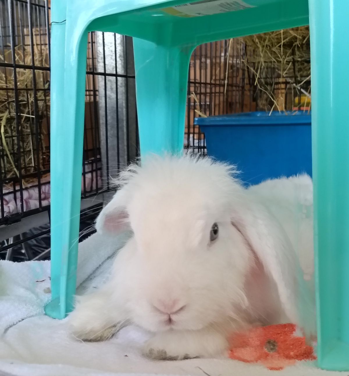 Gallery image: Cressida