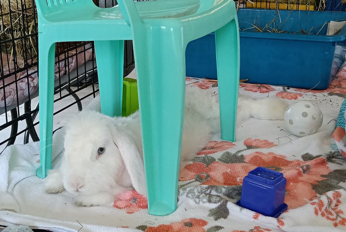 Gallery image: Cressida