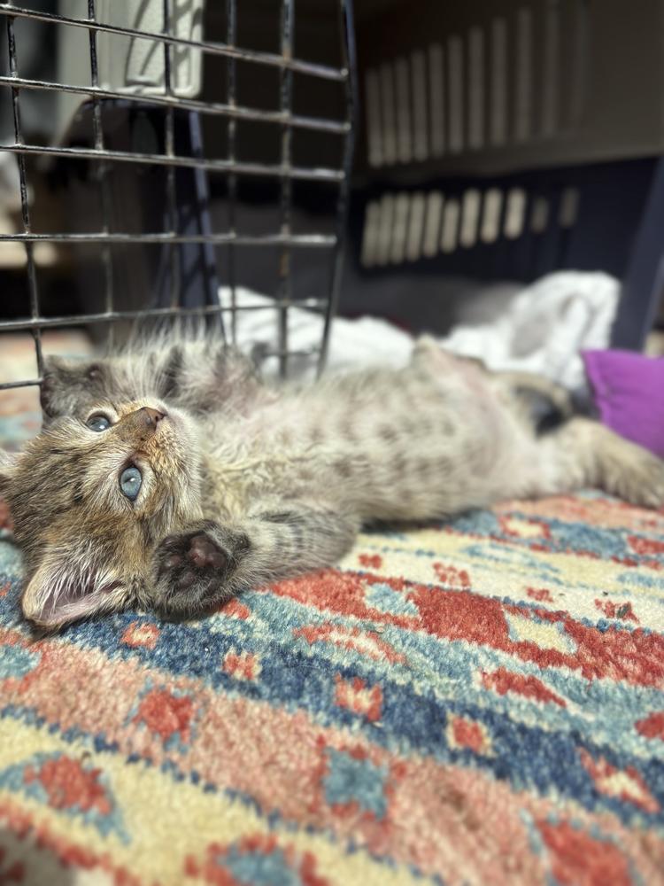 A small brown tabby lies on his back with his tiny paws in the air.