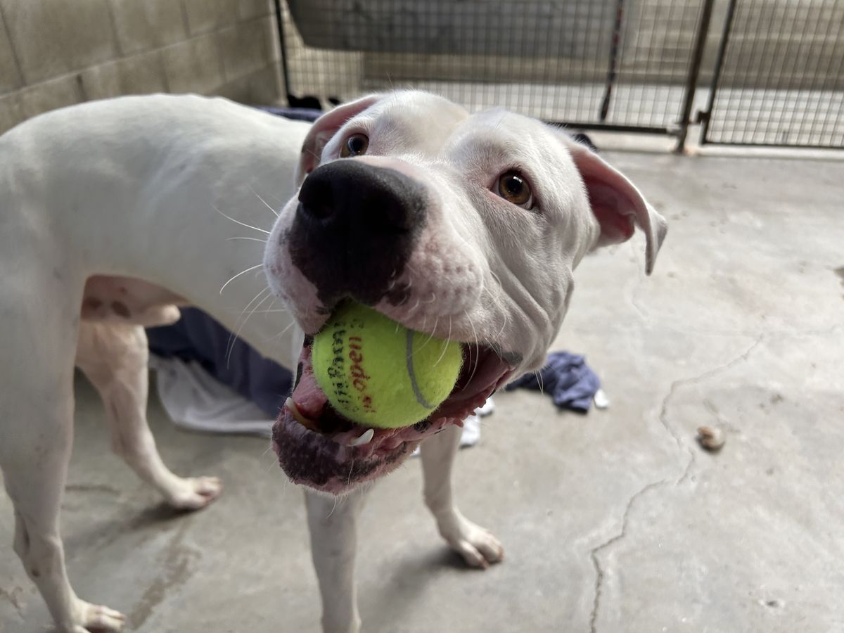 Gallery image: Cooper