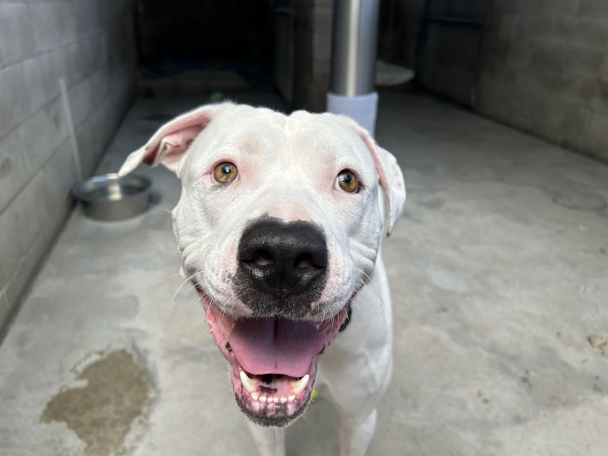 Gallery image: Cooper