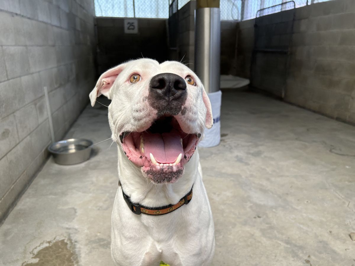 Gallery image: Cooper