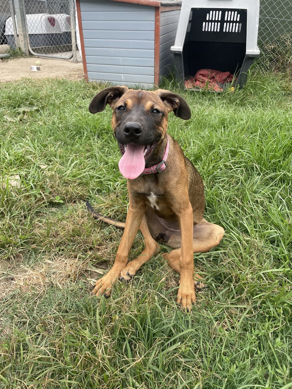 Gallery image: Pebbles