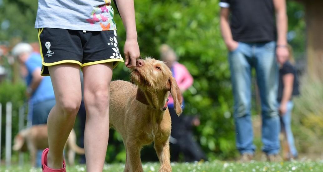 SPCA launches new dog-safety programme – Dog Safe Happy Homes