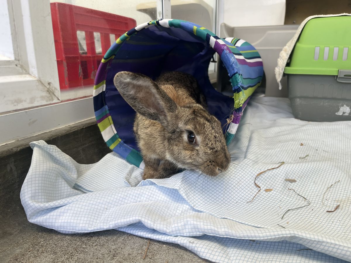 Gallery image: Peter