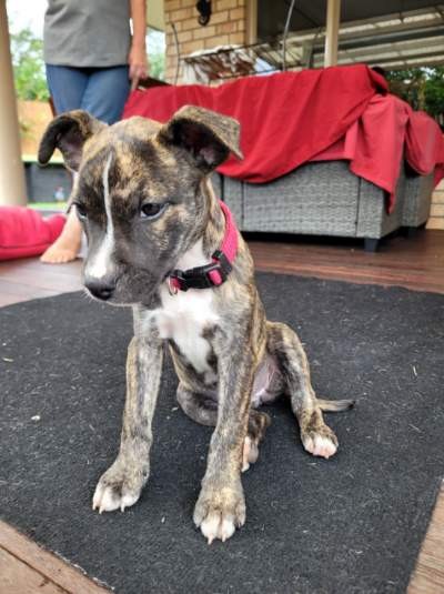 Abbey - Medium Cross Breed