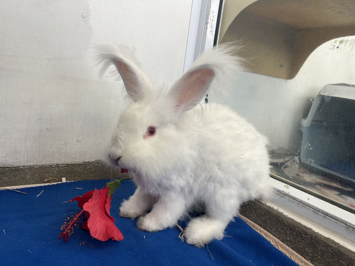 Gallery image: MacIntosh