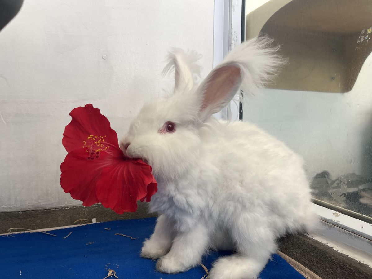 Gallery image: MacIntosh