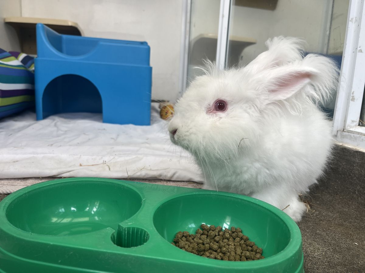 Gallery image: MacIntosh