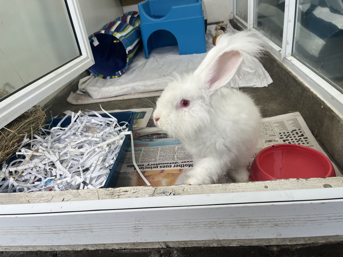 Gallery image: MacIntosh