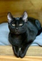 Gallery image: Freya