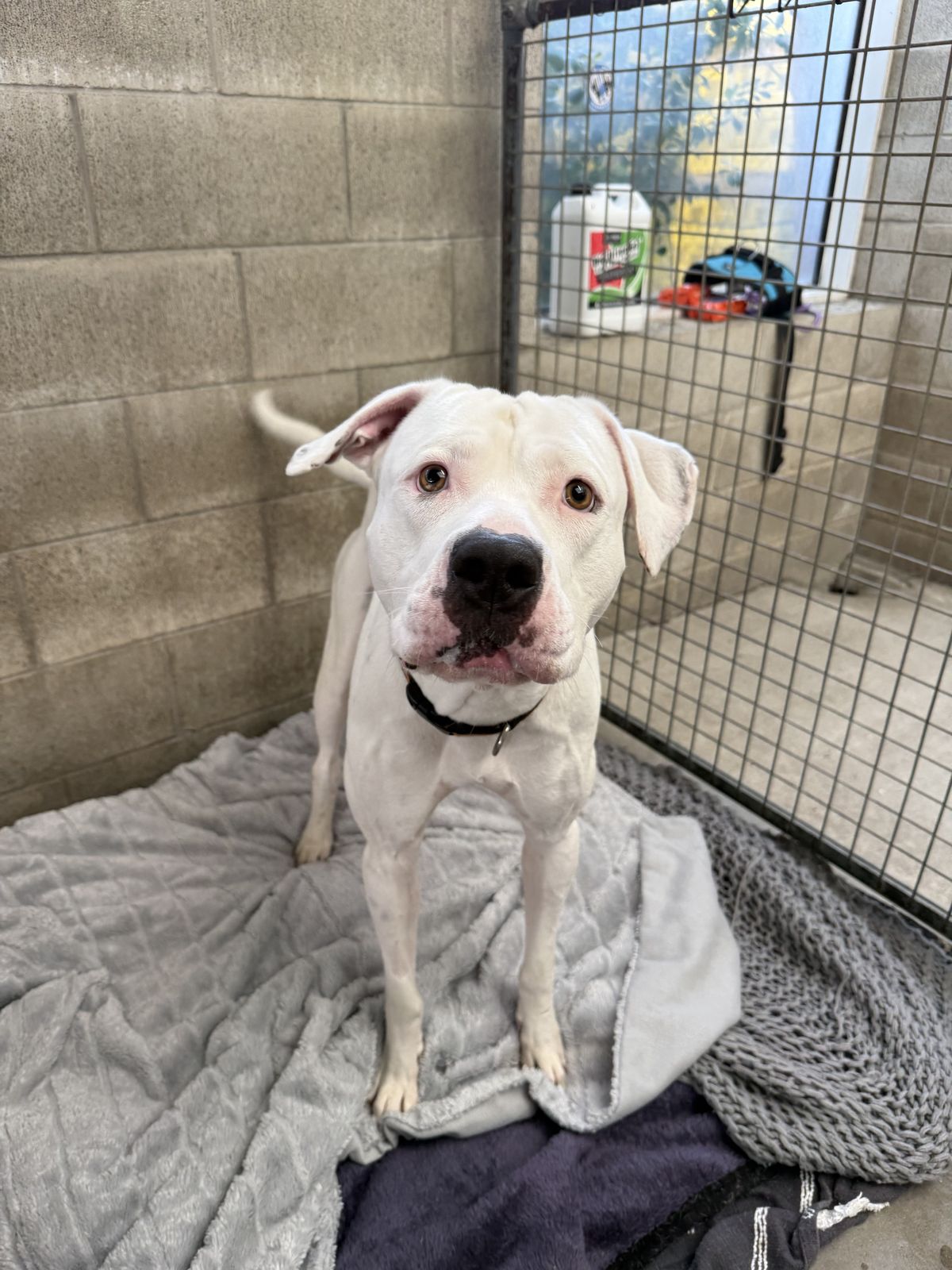 Gallery image: Cooper