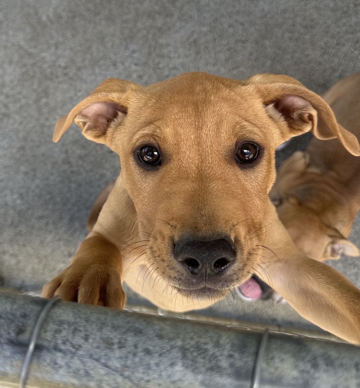 Gallery image: Pringle