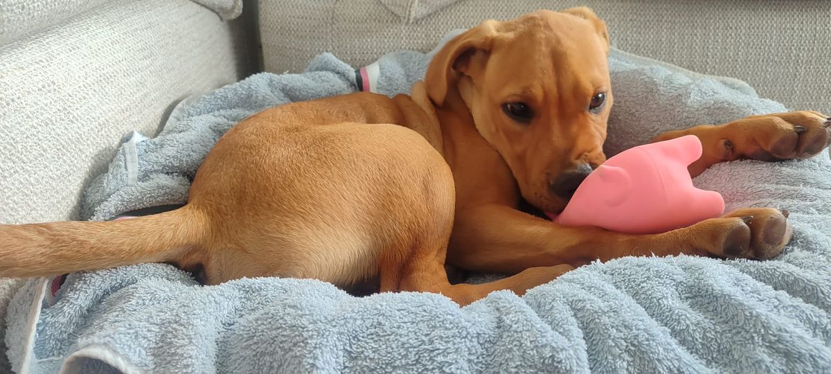 Gallery image: Pringle