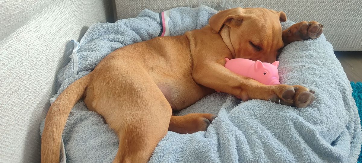 Gallery image: Pringle