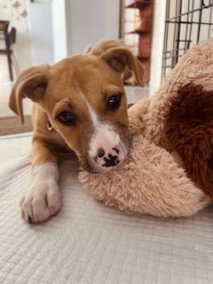 Gallery image: Sandy