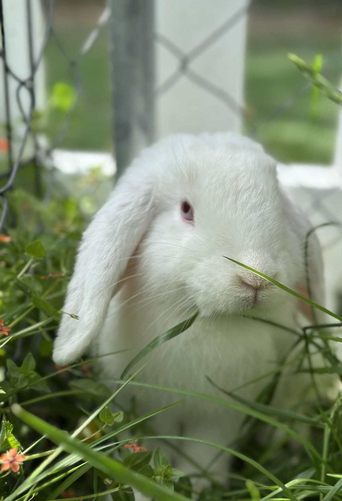 Gallery image: Banana