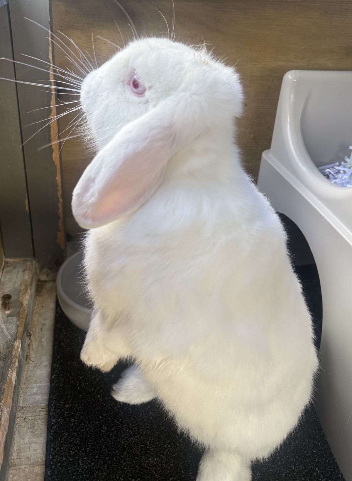 Gallery image: Banana