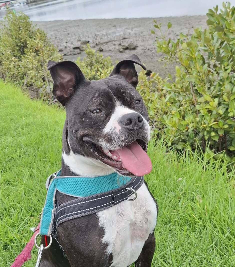 Gallery image: Buster