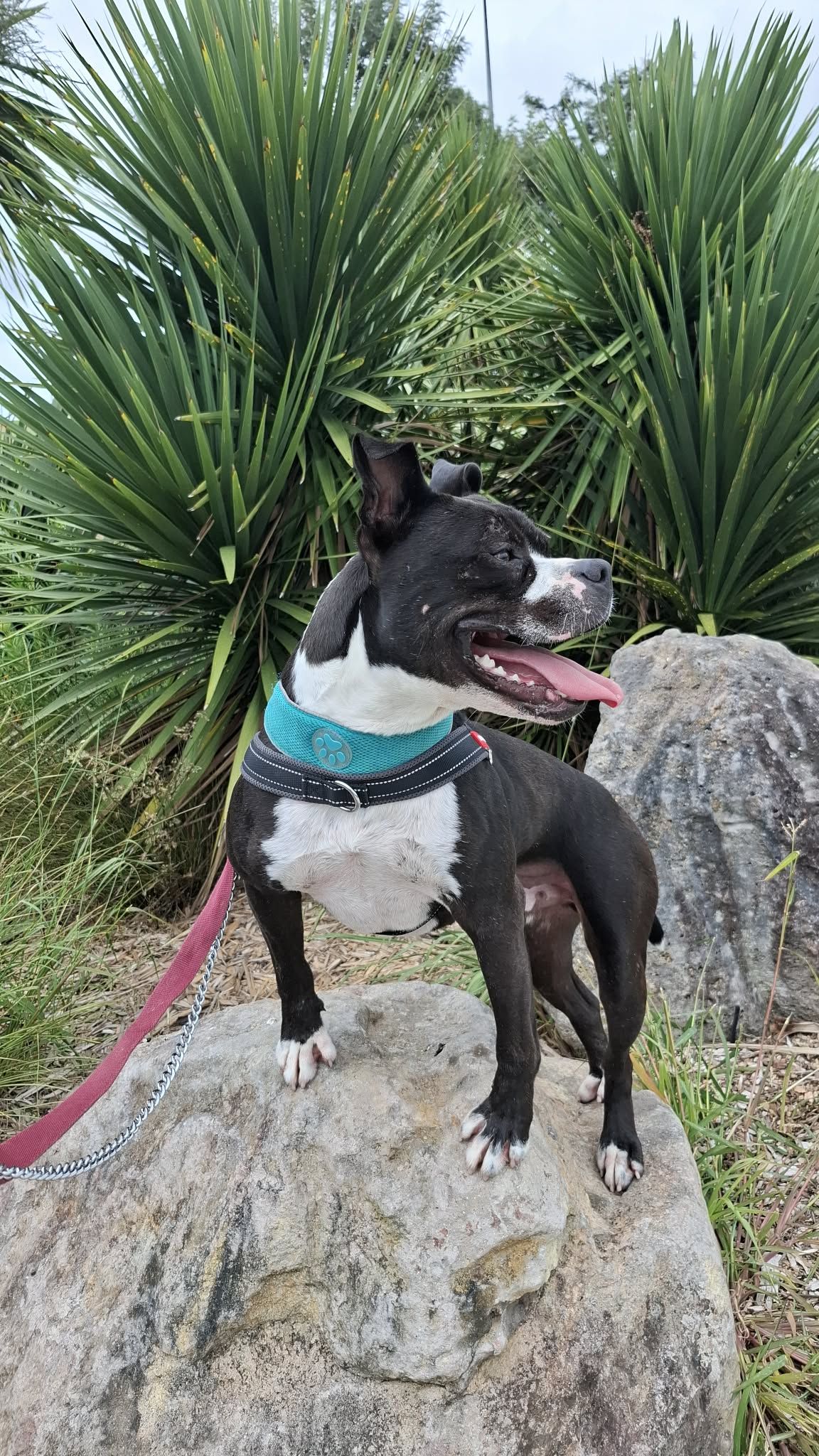 Gallery image: Buster