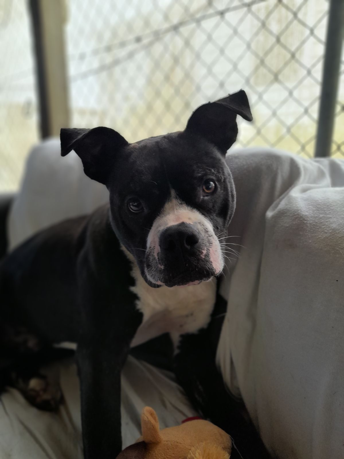 Gallery image: Buster