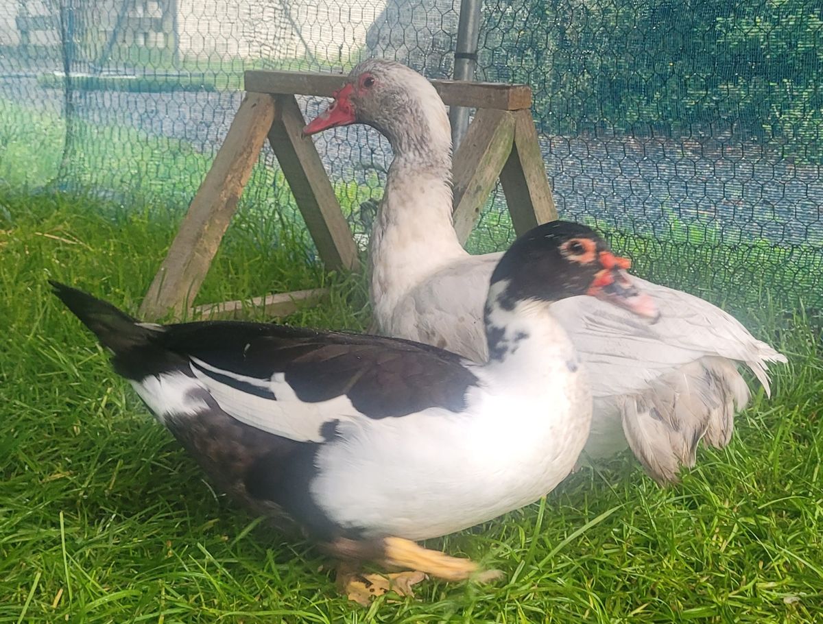 Gallery image: Monty