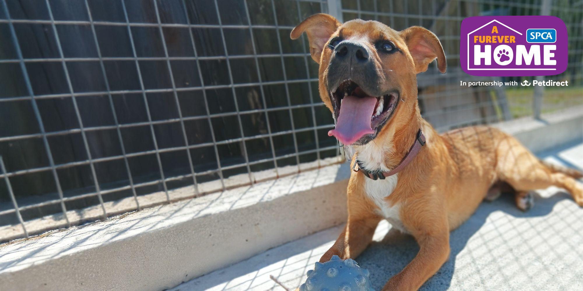 A Furever Home Giving Day