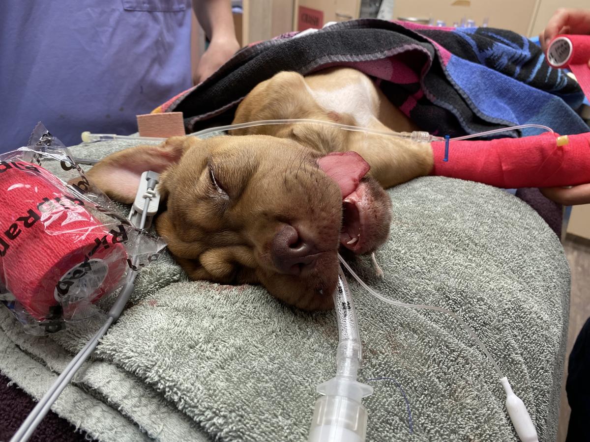 A tan dog is anaesthetised on a surgery table.