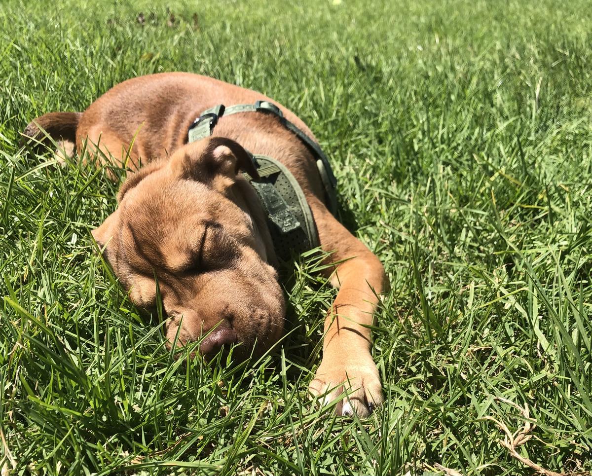 A tan dog wearing a green harness lays on a grassy lawn, looking relaxed.