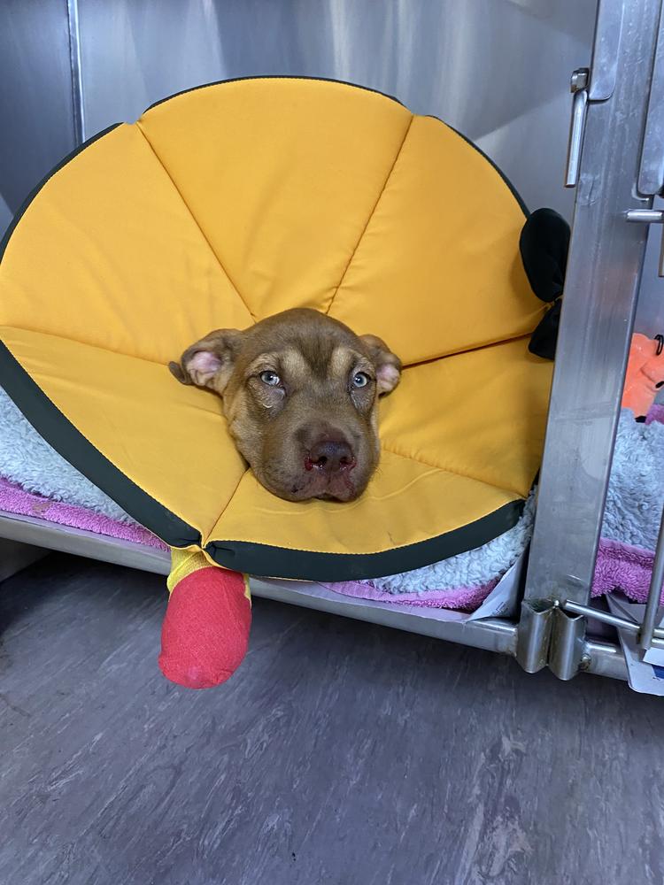 A tan puppy wears a pink cast and a large yellow cone.