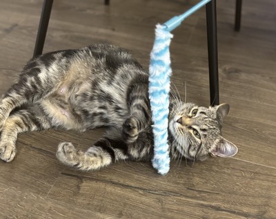 Bakery - Domestic Short Hair