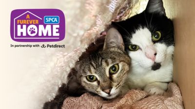 Donations to be doubled on A Furever Home Giving Day