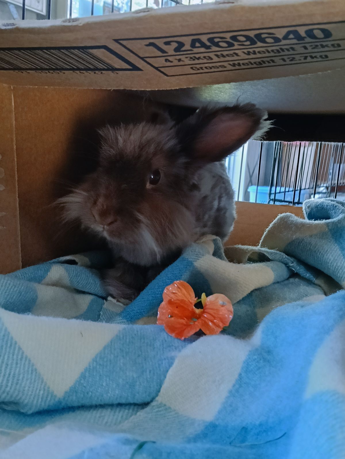 Gallery image: Eloise