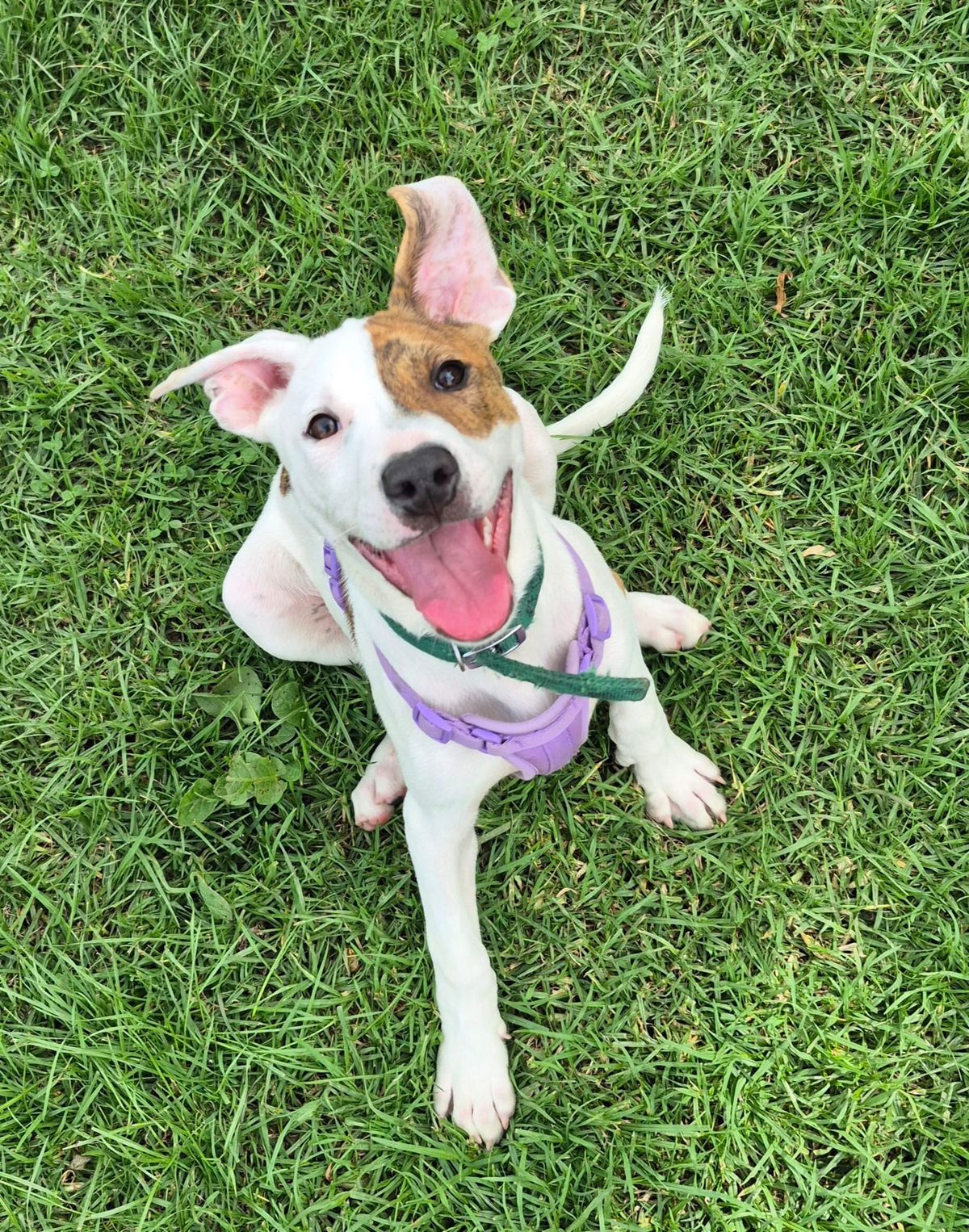 Gallery image: Sorbet