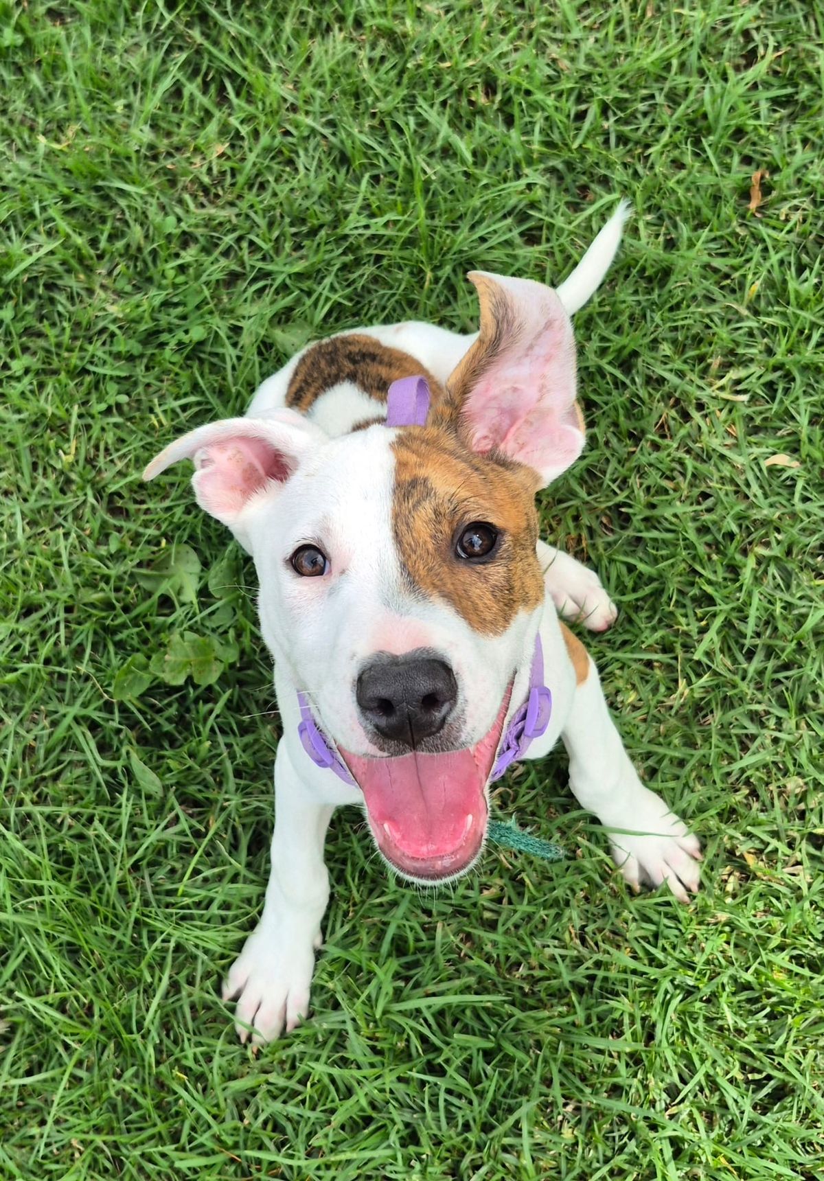 Gallery image: Sorbet