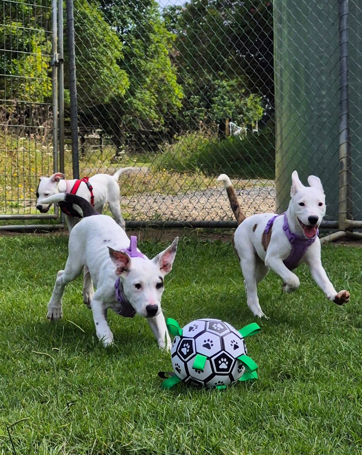 Gallery image: Sugar