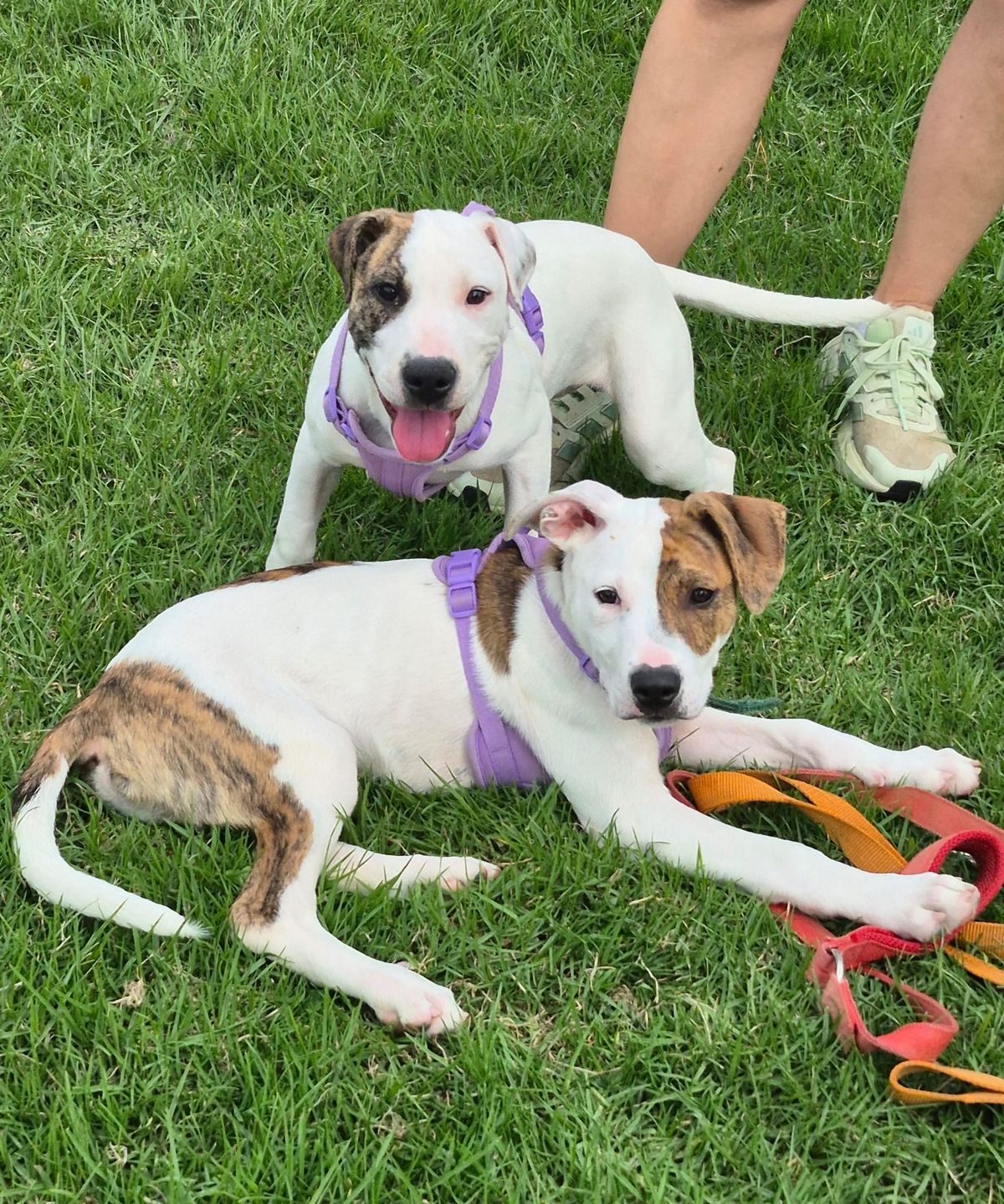 Gallery image: Sugar