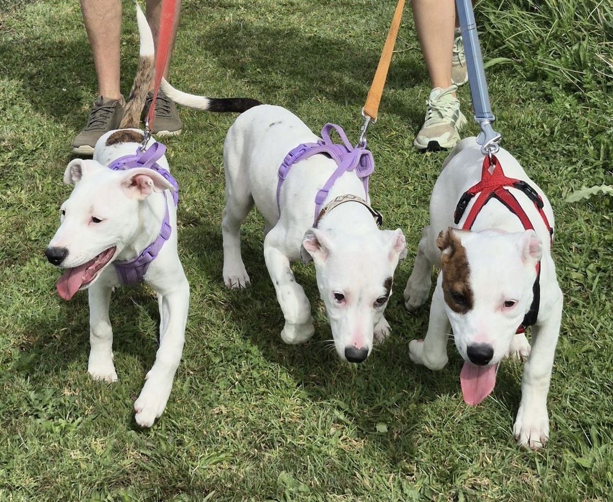 Gallery image: Sugar