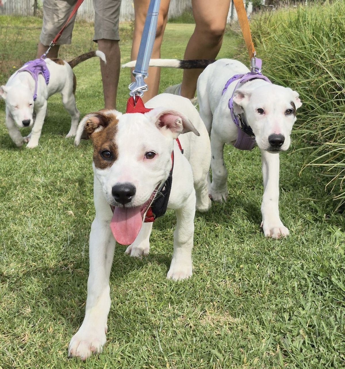 Gallery image: Syrup