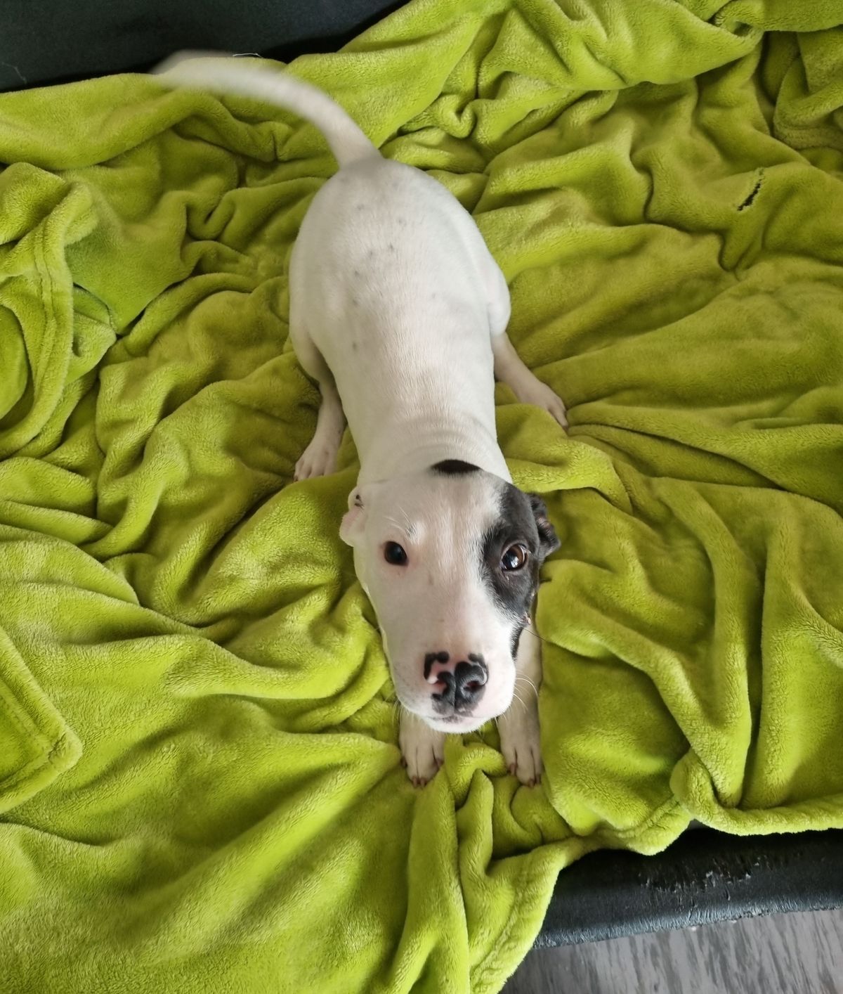 Gallery image: Kerry