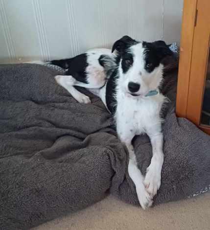 Man prosecuted after failing to treat his dog for obvious hip injury 